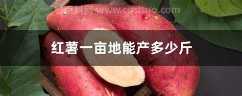 红薯一亩地能产多少斤