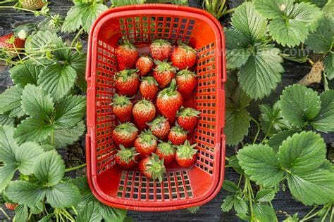 家种草莓用什么当肥料
