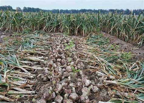 大蒜催苔肥用什么肥好