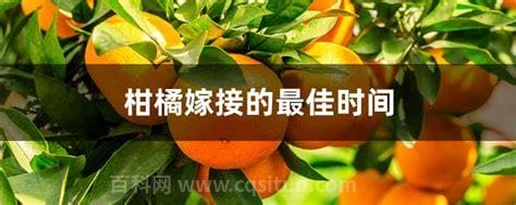 柑橘嫁接的最佳时间