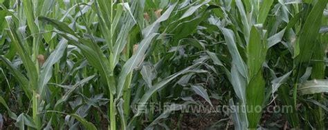 玉米一般播种后多少天抽穗