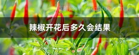 辣椒开花后多久会结果