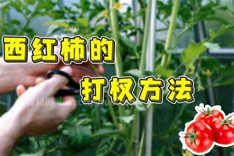 西红柿整枝打杈方法