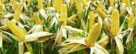 玉米产量亩产量多少