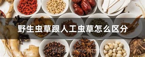 野生虫草跟人工虫草怎么区分