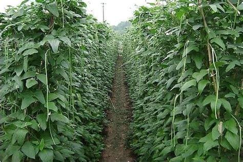 豇豆种植技术与管理