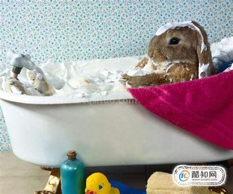 兔子怎么洗澡