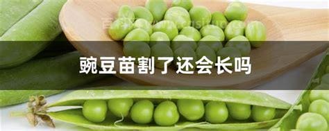 豌豆苗割了还会长吗