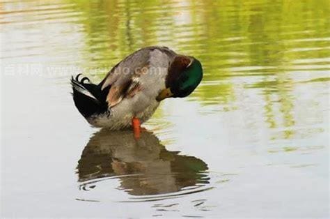 小鸭子多少天可以下水