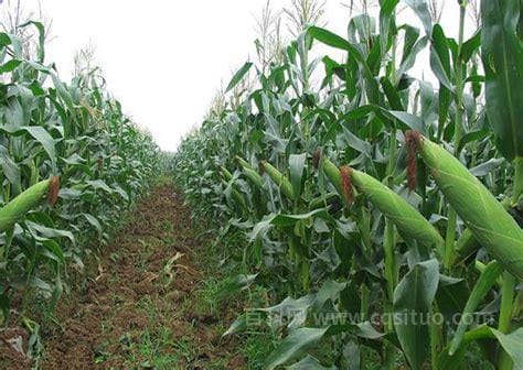 玉米一亩地种多少株