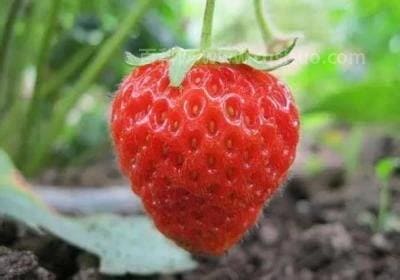 草莓的寿命是多长时间