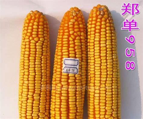 郑单958玉米品种介绍