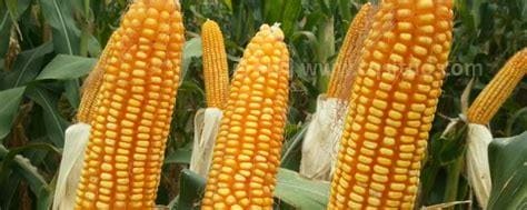 农大372玉米种的特征特性