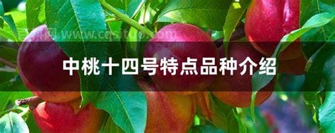 中桃十四号特点品种介绍