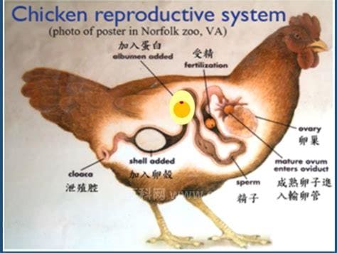 鸡是怎么进行受精的