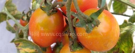 西红柿用什么肥料增甜