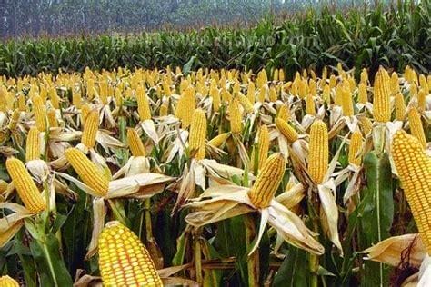 玉米的最佳种植时间
