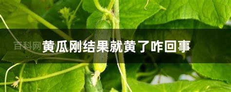 黄瓜刚结果就黄了咋回事