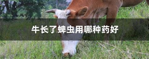 牛长了蜱虫用哪种药好