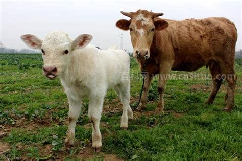 新生牛犊拉稀用什么药