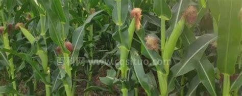 高产玉米化肥配方