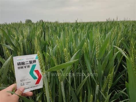 小麦是单子叶植物还是双子叶植物