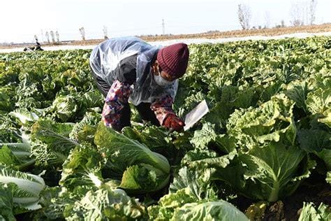 油菜什么时候收割