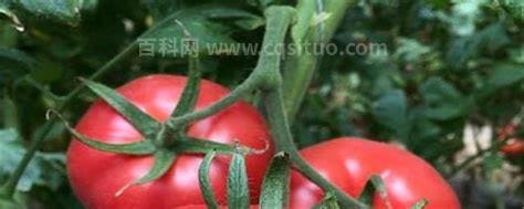 西红柿喜欢什么肥料?