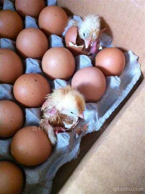 如何用棉被孵化小鸡