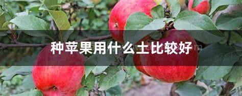 种苹果用什么土比较好