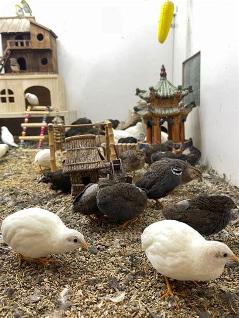 芦丁鸡家庭养殖方法