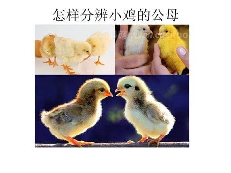 小鸡如何区分公母