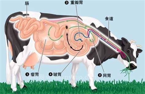 牛几个胃分别叫什么