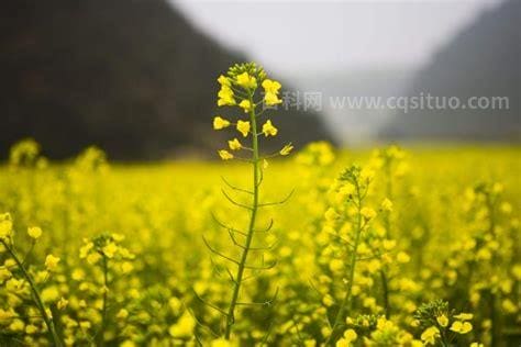 北方油菜花什么时候开