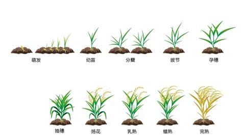 水稻生长期分几个阶段