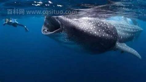 成年个体体型最小的鲸鱼是什么