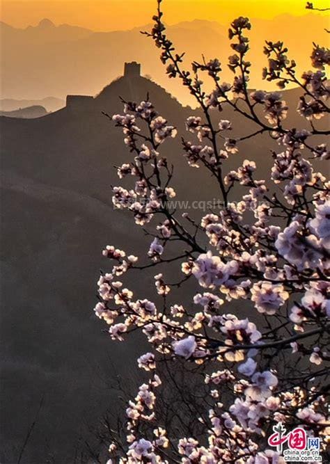 漫山遍野开满花歌名