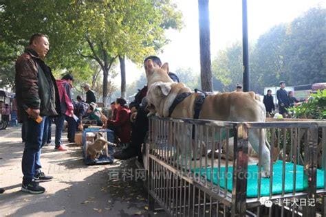 西安狗市在哪里西安哪有狗市