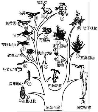 脊椎动物的进化历程是什么