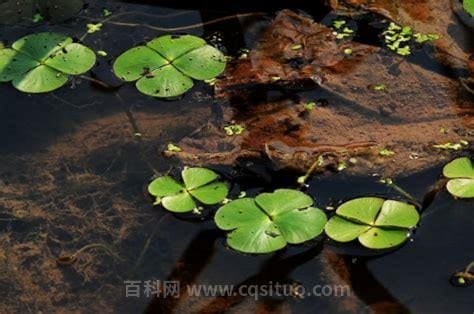 浮萍居主的作品