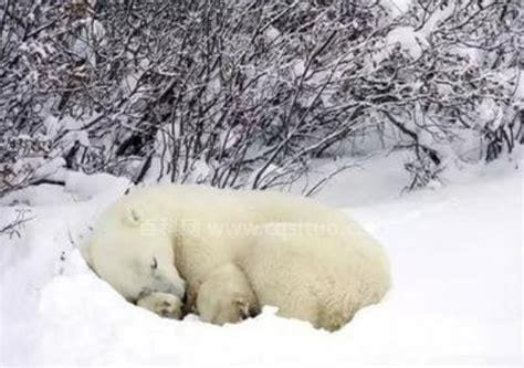 北极熊冬眠吗