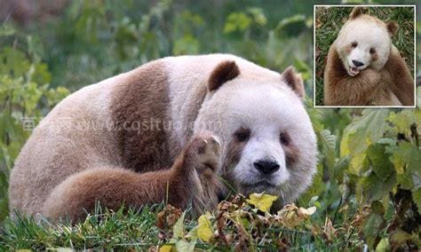 棕白色大熊猫叫什么
