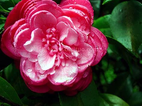 camellia的花语