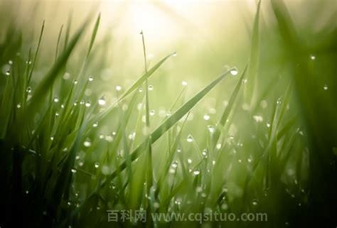 春风化雨润绿草是什么生肖