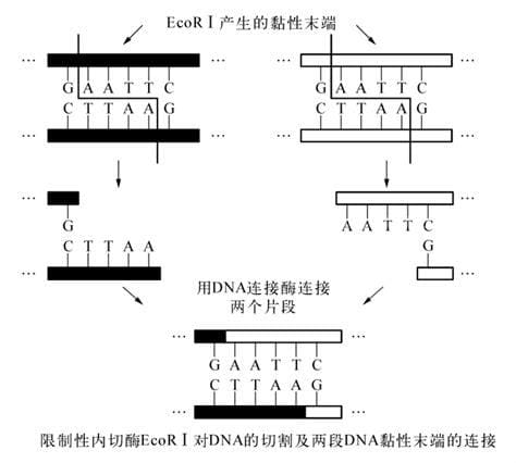 酶怎么读