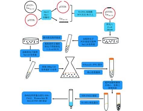 蛋白纯化步骤(蛋白纯化流程图)