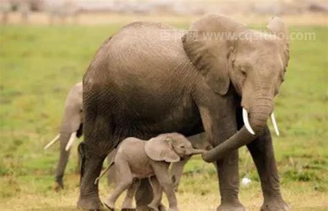 大象的寿命 大象的寿命多久