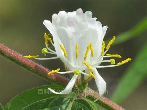 金银木花有什么功效（金银木花药用）