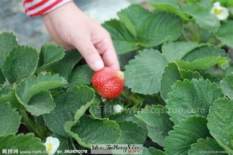 梦见看见草莓