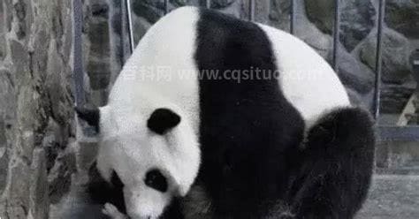 大熊猫的怀孕时间大概有多久？